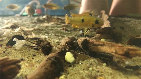 Apistogramma Wilhelmi F2 YouTube