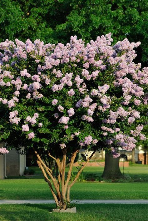 Crape Myrtle Lagerstroemia Indica 5g Etsy Canada