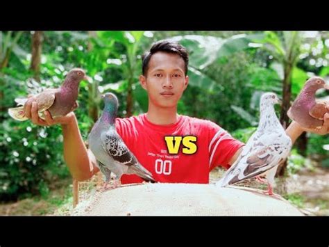 TES TERBANG MERPATI PIYIK YANG BARU GIRING PERDANA YouTube