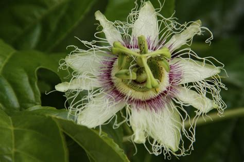 Passiflora Passion Flower This Is The Flower Of A Passion Vine Which