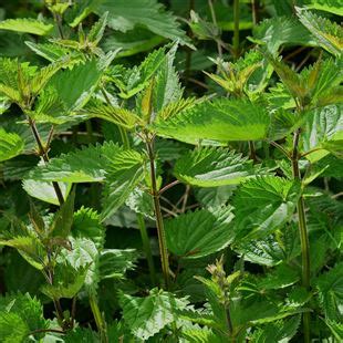 Erboristeria Fresia Escursione Alla Scoperta Delluso Delle Erbe