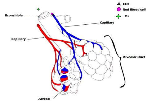 Gas Exchange Process - The Respiratory System