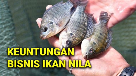 KELEBIHAN IKAN NILA DIBANDINGKAN IKAN AIR TAWAR LAINNYA YouTube