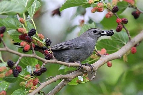 Catbird Scores A Mulberry Photograph By Linda Crockett Fine Art America