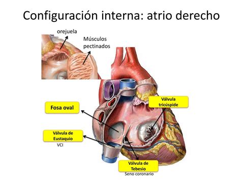 Ppt Corazón Powerpoint Presentation Free Download Id 1078823