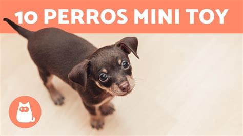 15 Razas de Perros Mini Toy Guía Completa para Adiestrar y Cuidar