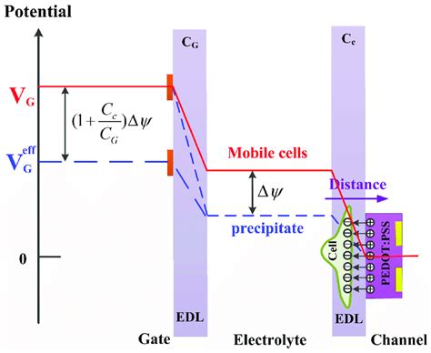 Schematic Diagram Of Potential Distribution Between The Gate Electrode