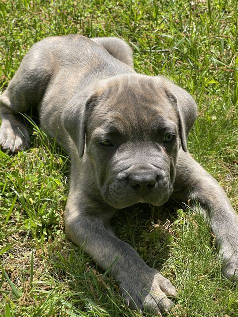 Cane Corso Puppies For Sale | Bowie, MD #517313 | Petzlover