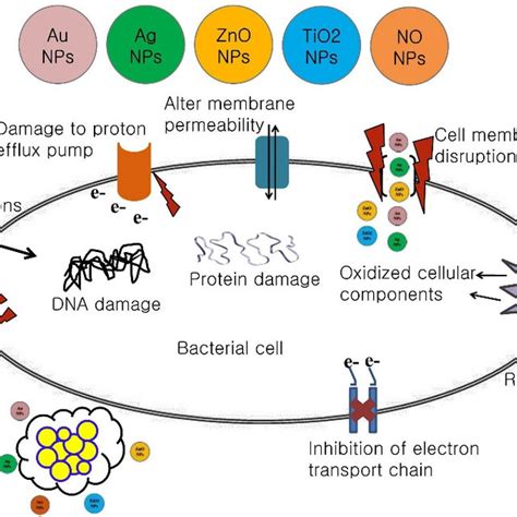 Schematic Representation Of The Antibacterial Mechanism Of