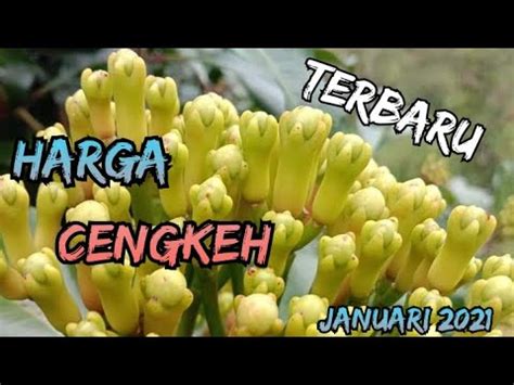 Harga Cengkeh Kering Terbaru 2021 Di Beberapa Daerah Di Indonesia YouTube