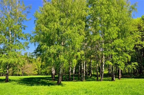 Bosque Do Vidoeiro Imagem De Stock Imagem De Grama Outono