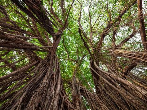 Bulandshahr’s 500-yr-old banyan tree crowned as the oldest banyan tree ...