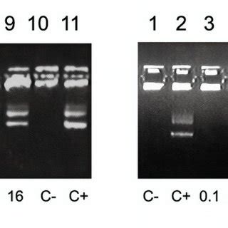 Dnase I Protection Assay Of Dna Complexes Formed With A Rgd R And