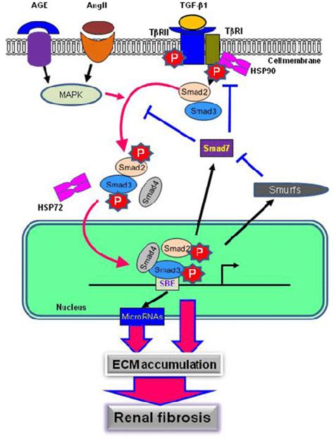 TGF B Smads Signaling And Its Cross Talk Pathway In Renal Fibrosis