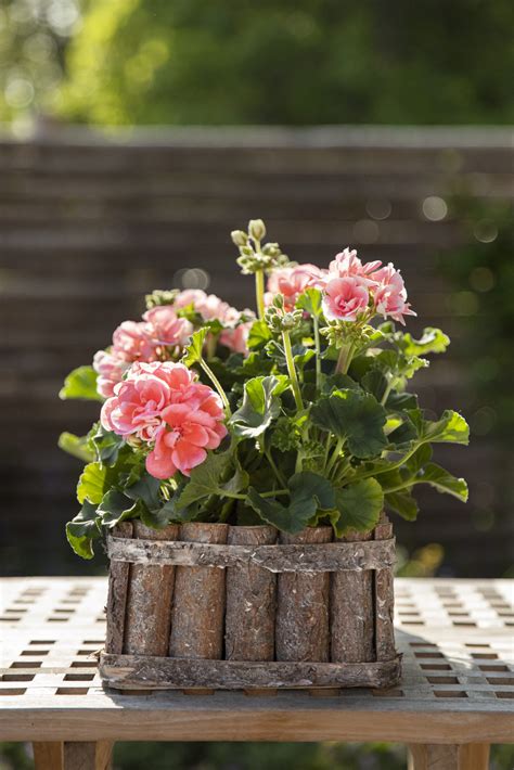 Pelargonium Varm Og Landlig Stil Obp Opplysningskontoret