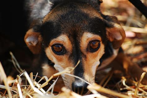 How to Help Your Stressed Out Dog | Gulf Coast K9 Dog Training