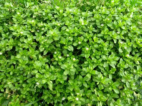 Common Chickweed Stellaria Media The Lawn Man