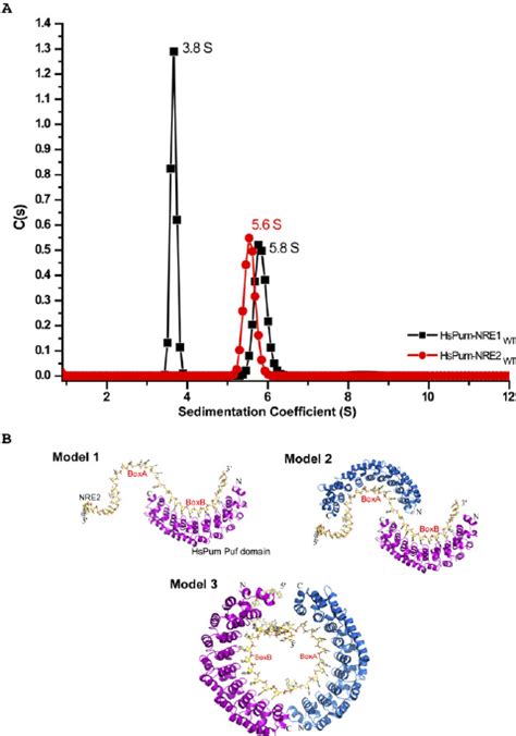 Analytical Ultracentrifugation A Sedimentation Velocity Analysis