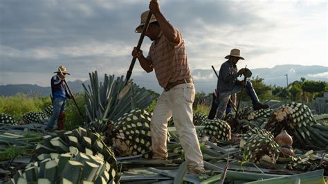 How Tequila Is Actually Made