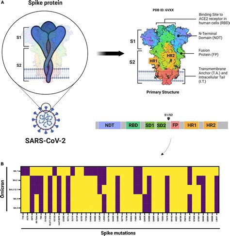 Frontiers The Emergence Of New SARS CoV 2 Omicron Subvariants