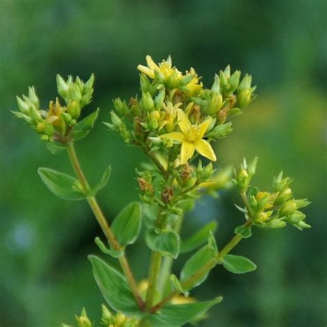 Hypericum Perforatum T Pfel Johanniskraut Stauden Strasser