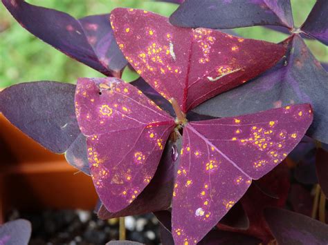 Cultivo Y Gu A De Cuidados De Oxalis Triangularis