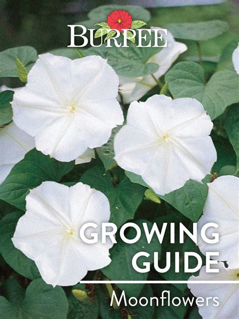 Moonflower Seeds Planting Guide And Growing Tips Expert Advice [updated June 2024 ]