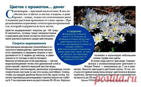 Сангвинария канадская | ДАЧА: ЦВЕТЫ | Постила