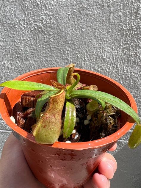 Nepenthes Albomarginata Penang Red Furniture Home Living Gardening