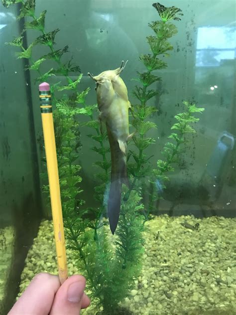 Largest tadpole madtom (Noturus gyrinus) I’ve ever seen. Standard