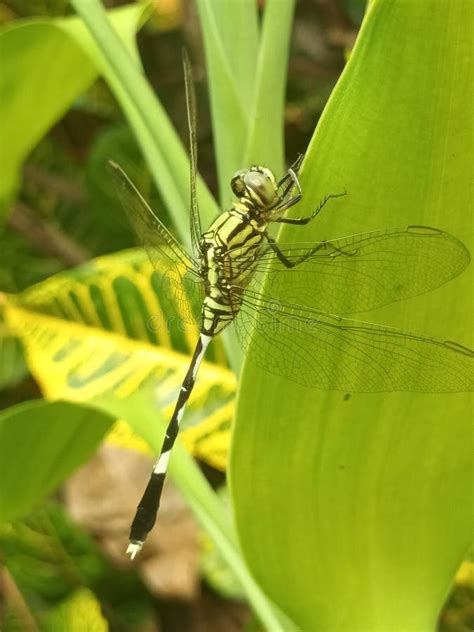 Dragonflies At Grass Stock Photo Image Of Grass Belong 262564692