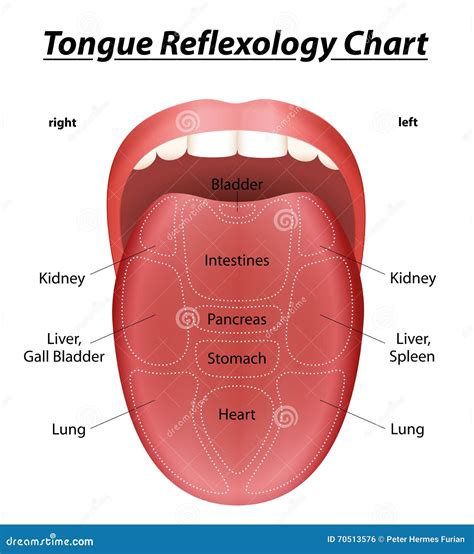 Reflexology Tongue Vector Illustration | CartoonDealer.com #70513576