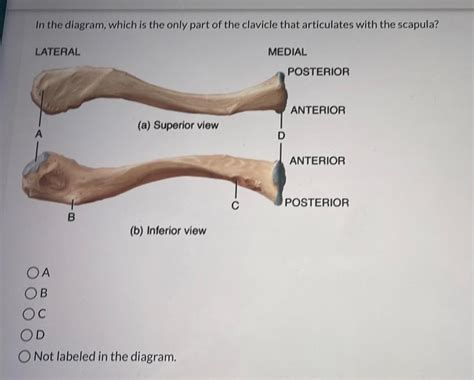 Labeled Clavicle