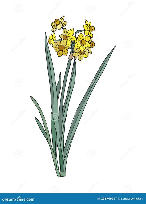 Set Of Daffodil March Birth Month Flower Colorful Vector Illustrations Isolated Stock Vector