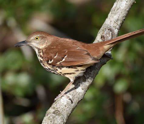 Brown Thrasher Feederwatch