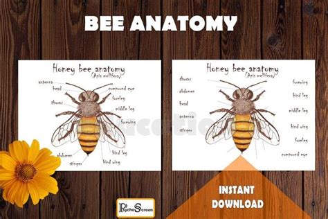 Honey Bee Unit Study Mini Printable Bees Bundle With Anatomy Facts