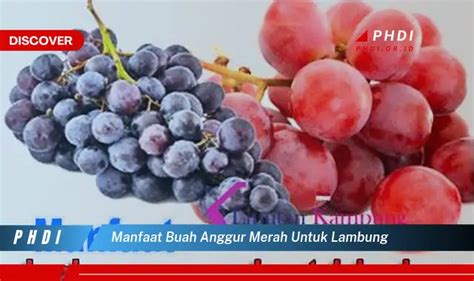 Temukan 7 Manfaat Buah Anggur Merah Untuk Lambung Yang Jarang Diketahui