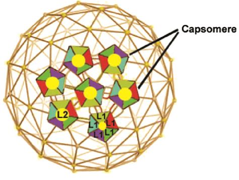 Schematic Representation Of Human Papillomavirus HPV Showing