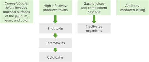 Campylobacter Klassifikation Therapie Lecturio