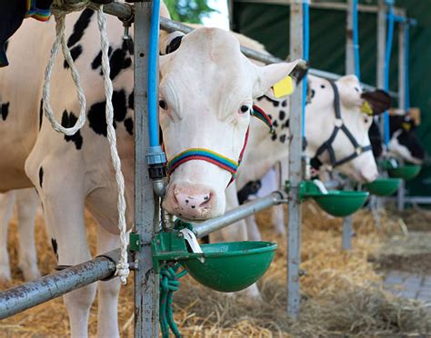 Cow Eating Grain Stock Photos Pictures And Royalty Free Images Istock