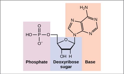 DNA: Composition and Structure - Biomed Guide