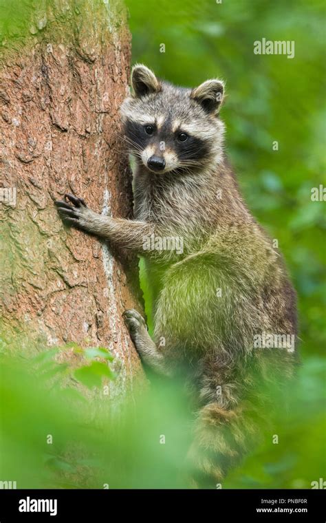 Raccoon climbing tree hi-res stock photography and images - Alamy