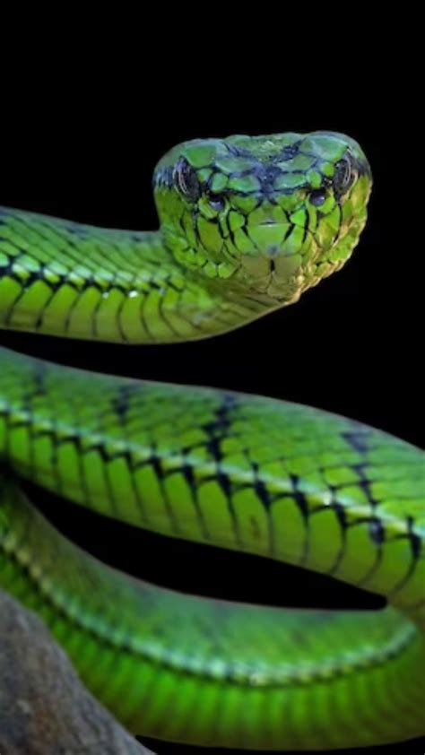 Top 10 Deadliest Snakes In The World