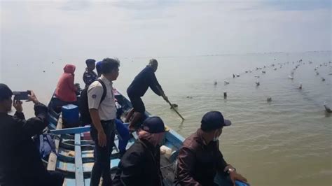 Petani Rumput Laut Kembali Langgar Alur Pelayaran Tarakan Bunyu Radar