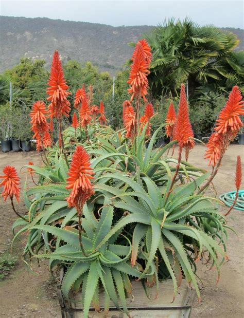 Aloe Arborescens Krantz Aloe Quinta Dos Ouriques