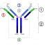 What is the Difference Between Epitope and Paratope - Pediaa.Com