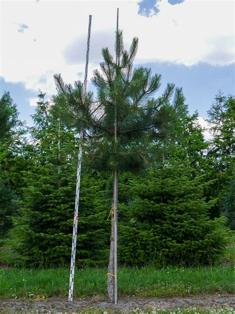 Pinus nigra subsp nigra Pin noir d Autriche Van den Berk Pépinières