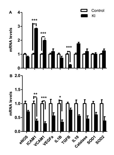 Mrna Expression Level Of Heart Genes Involved In Endothelial Function Download Scientific