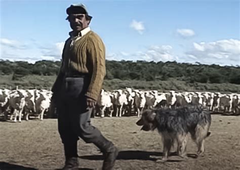 Los Ovejeros Y Sus Perros En Tierra Del Fuego