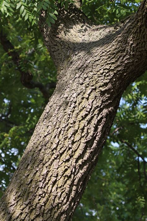 Black Walnut Trees Us National Park Service